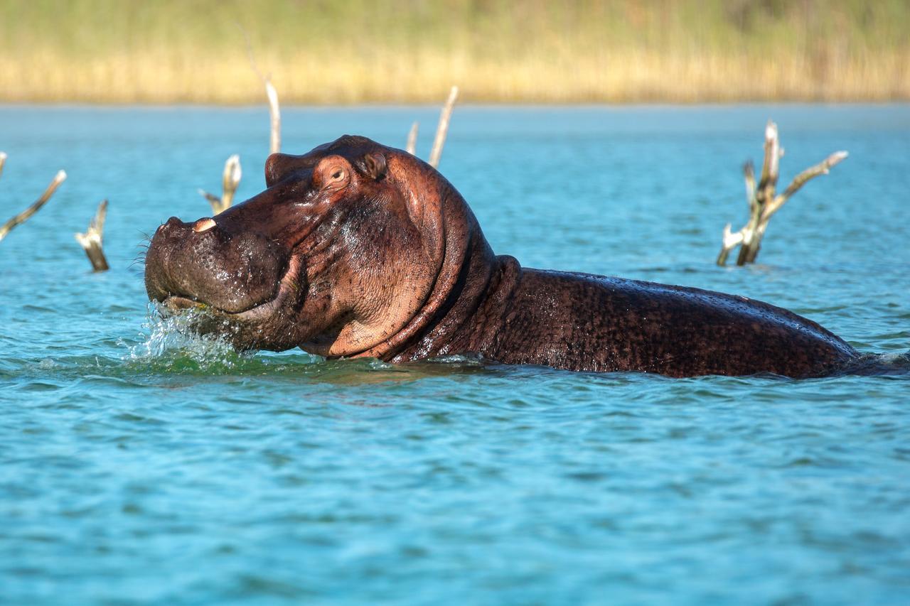 Kosi Forest Lodge Manguzi Eksteriør bilde
