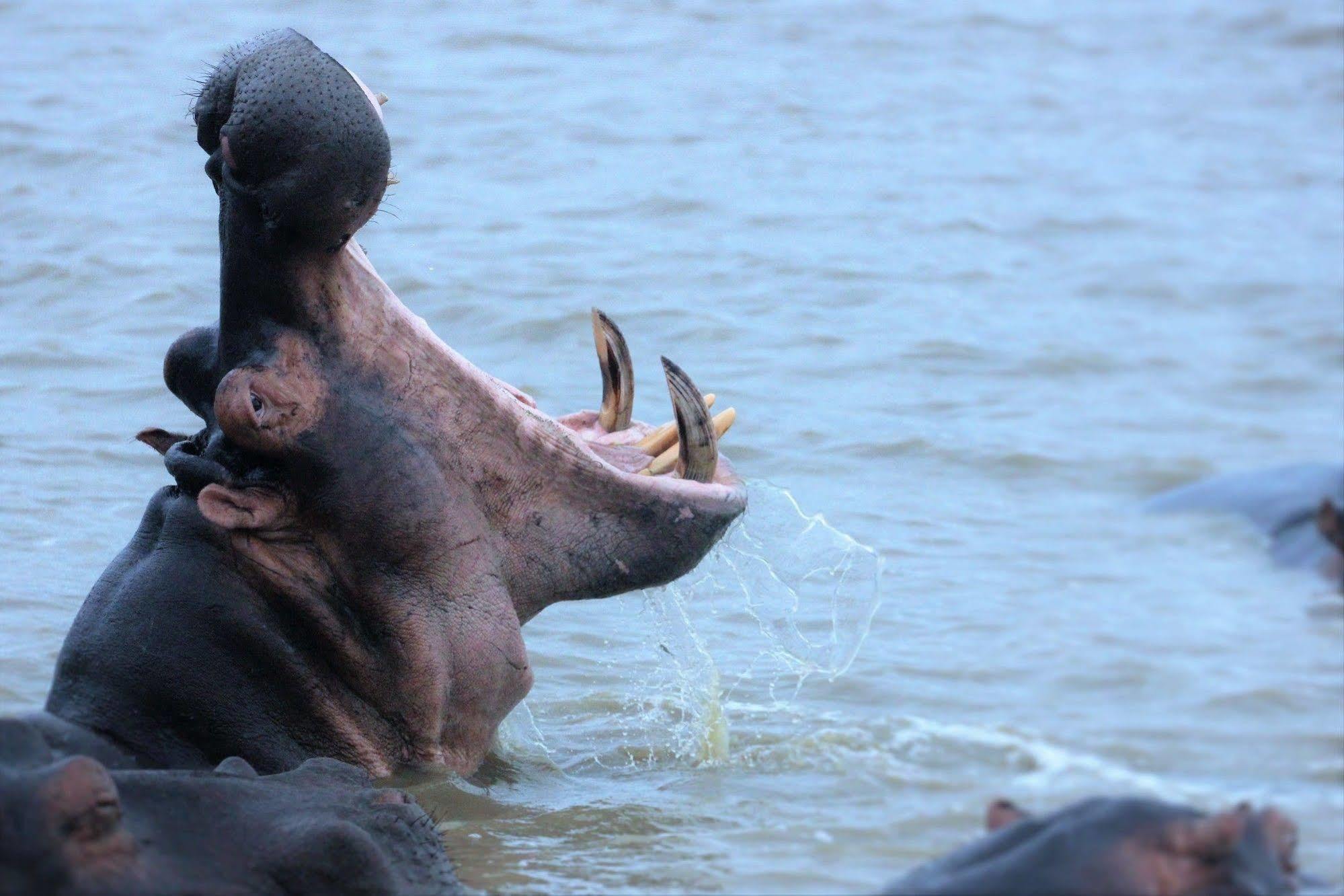 Kosi Forest Lodge Manguzi Eksteriør bilde