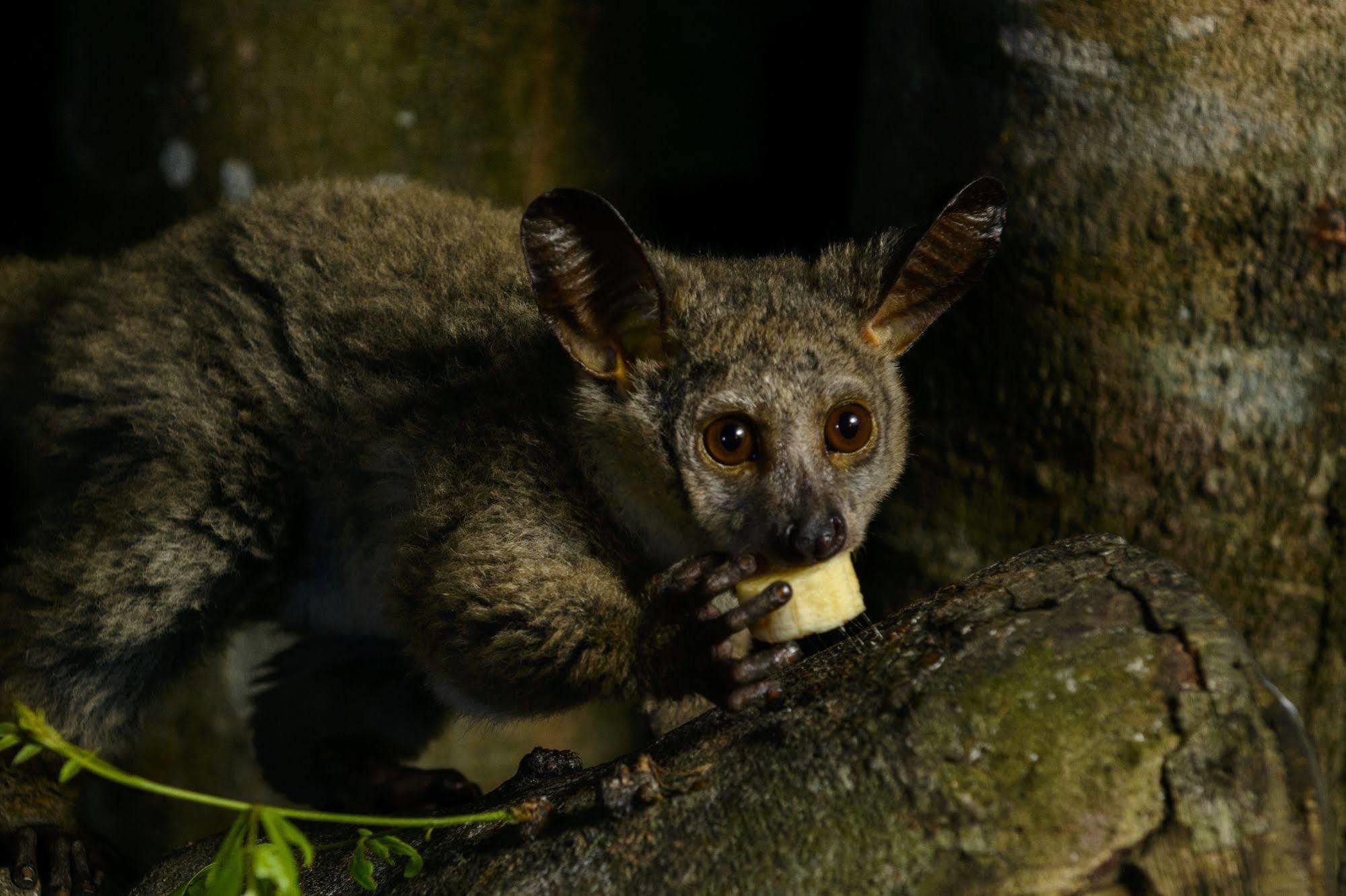 Kosi Forest Lodge Manguzi Eksteriør bilde